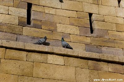 ZE2G8854 pigeons on wall.jpg