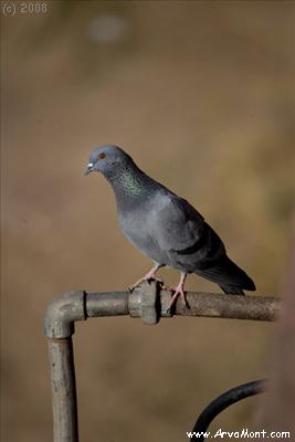 ZE2G9148 pigeon on pipe.jpg